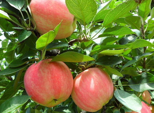 蘋(píng)果保鮮庫(kù)